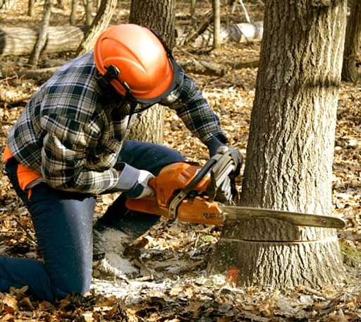 Tree Removal in Galesburg, MI